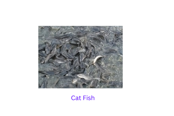 cat fish